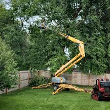 How Our Tree Care Process Works  in  South Hill, VA