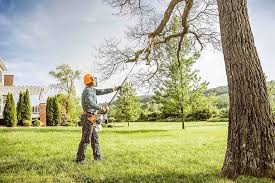 Reliable South Hill, VA Tree Services Solutions
