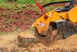 Best Tree Cabling and Bracing  in South Hill, VA