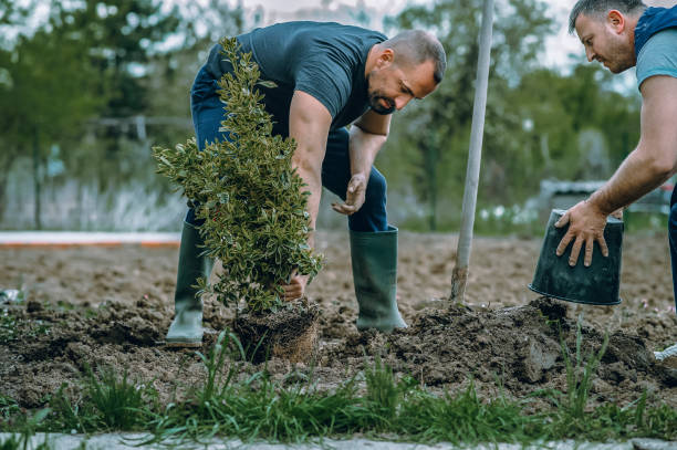 Best Soil Testing and Treatment  in South Hill, VA