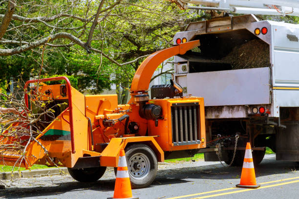 Best Tree Health Inspection  in South Hill, VA