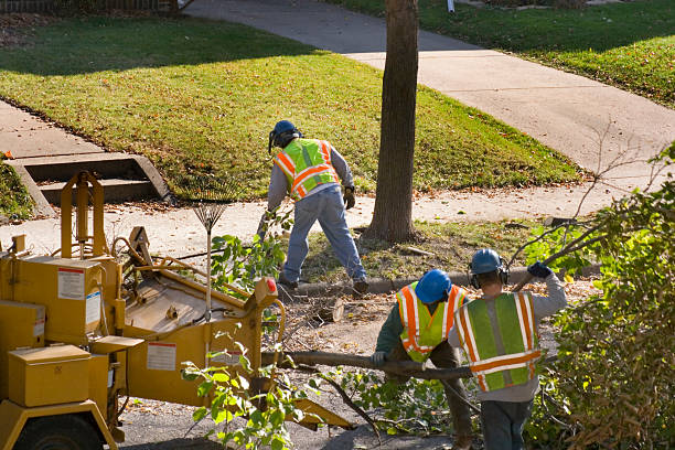 Best Emergency Tree Removal  in South Hill, VA