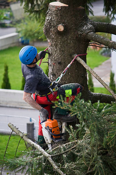Best Lawn Watering Services  in South Hill, VA