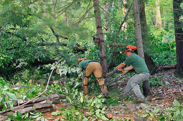 Best Commercial Tree Services  in South Hill, VA