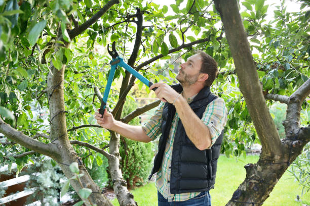 Best Pest Control for Lawns  in South Hill, VA
